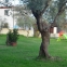 Appartamento Olivastro 2